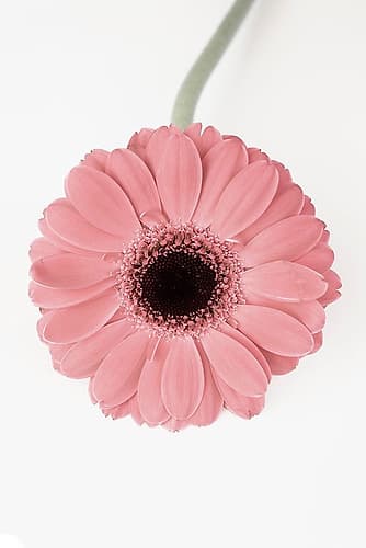 Pink Gerbera II Art Print by Kathrin Pienaar