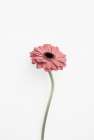 Pink Gerbera Art Print
