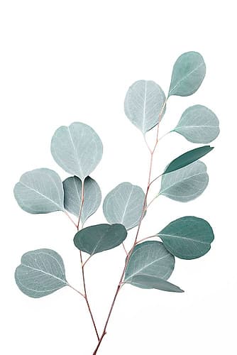 Silverdollar Art Print by Kathrin Pienaar