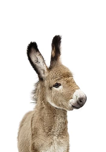Baby Donkey Art Print by Kathrin Pienaar