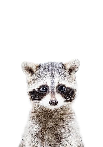 Baby Racoon Art Print by Kathrin Pienaar