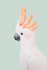 Cockatoo Art Print
