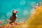 Atlantic Puffin (Fratercula Arctica) Art Print