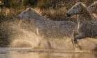 Camargue horses Art Print