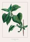 Common lilac Art Print