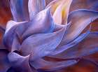 That Early Morning Violet Glow Art Print