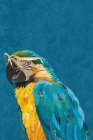 Vibrant macaw wearing glasses Art Print