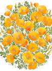 Gold accented California poppies Art Print