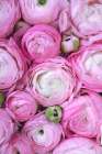 Pink Ranunculus Art Print