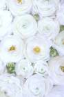 Pure White Ranunculus Art Print