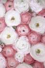 Scattered Ranunculus In Muted Pink I Art Print