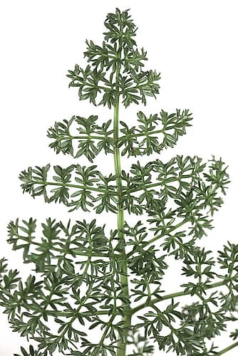 Green Dainty Leaves Nature Print