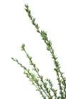 Little Green Branches Art Print