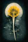 Dandelion Art Print