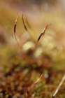Magic Stamen Art Print