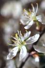 Spring Blooms I Art Print