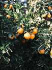 Marrakesh Oranges Art Print