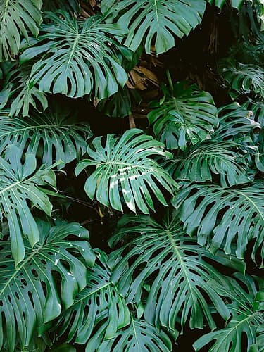 Monstera wall in Lisbon Art Print