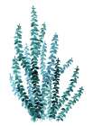 Watercolor eucalyptus branch in teal Art Print