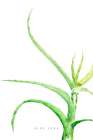 Watercolor aloe vera Botanical Print
