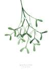 Watercolor mistletoe Botanical Print
