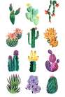 Collection of cacti Art Print