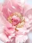 Blush Peony I Art Print