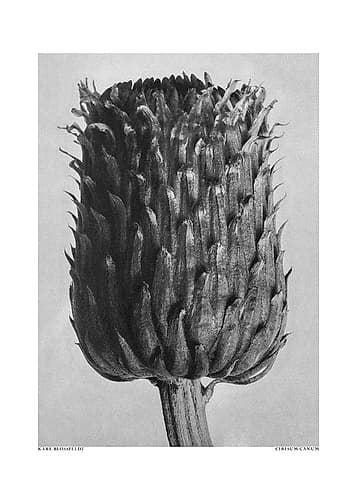 Cirsium Canum (Thistle) Art Print