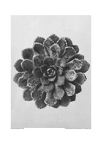 Margined Pyramidal Saxifrage Minimalist Print