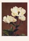HAbrdaceous Peony Art Print