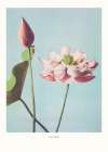 Lotus Flowers Art Print