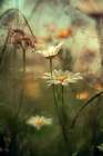 Flowers On The Seiseralm Art Print