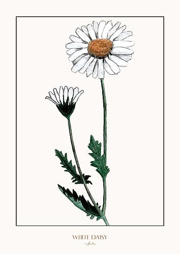 White daisy Art Print by Annika John