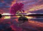 A lonely tree Art Print