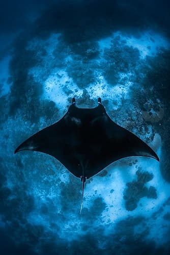 Manta On The Reef Animaux reproduction