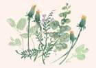 Closed Dandelions Art Print