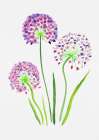 Giant onion or Allium giganteum botanical painting Art Print