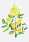 Oregon grape or Mahonia aquifolium botanical painting Art Print