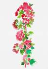 Crataegus laevigata Pauls Scarlet Art Print