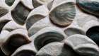 Sea Shells Detail No 5 Art Print