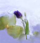 Ice Beauty Art Print
