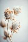 Beige Felt Flowers Art Print