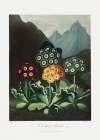 A Group of Auriculas from The Temple of Flora (1807) Art Print