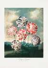 A Group of Carnations from The Temple of Flora (1807) Art Print