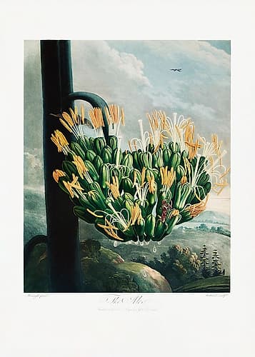The Aloe from The Temple of Flora (1807) Art Print