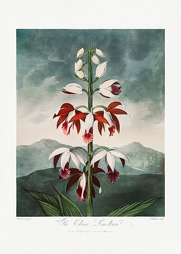 The Chinese Limodoron from The Temple of Flora (1807) Art Print