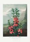 The Narrowa├éΓé¼├éΓÇ£Leaved Kalmia from The Temple of Flora (1807) Art Print