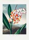 The Nodding Renealmia from The Temple of Flora (1807) Art Print