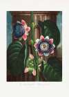 The Quadrangular Passion Flower from The Temple of Flora (1807) Art Print