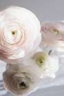 Soft Ranunculus Art Print